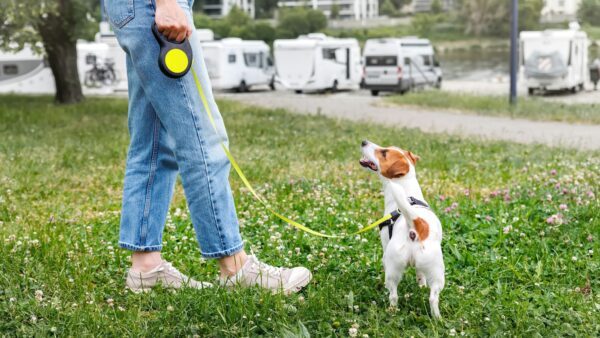 Female person walking jack russel terrier dog in city park grassland. Young adult pet owner happy
